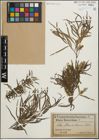 Foto von Salix humboldtiana Willd.